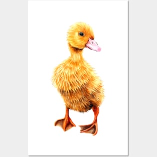 Yellow duckling Posters and Art